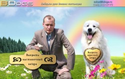 Флэш-Сайт Bdogs.ru